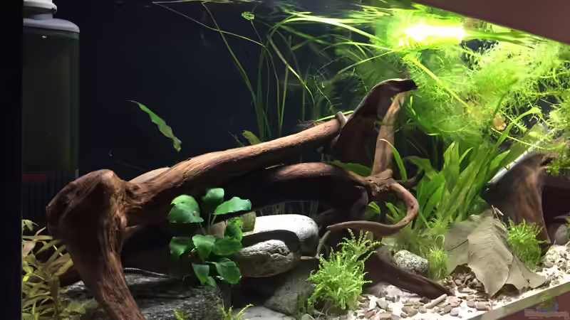 Aquarium Wuselbecken &quot;Asiastyle&quot; -aufgelöst- von Fäbi_CH (11)