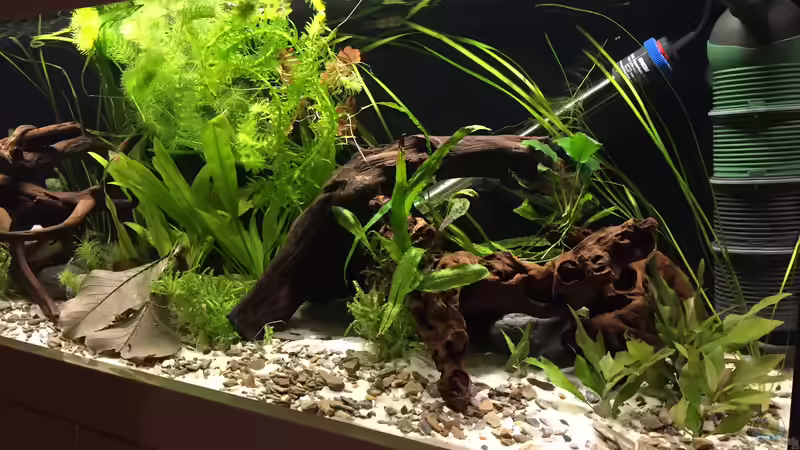 Aquarium Wuselbecken &quot;Asiastyle&quot; -aufgelöst- von Fäbi_CH (7)