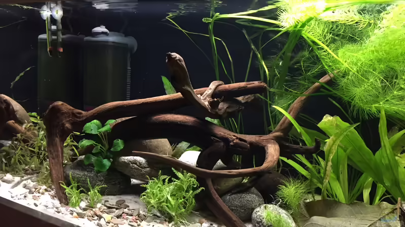 Aquarium Wuselbecken "Asiastyle" -aufgelöst- von Fäbi_CH (8)