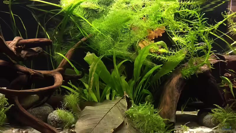 Aquarium Wuselbecken "Asiastyle" -aufgelöst- von Fäbi_CH (9)