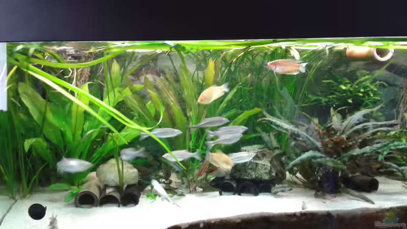 Aquarium Yasis AQ von YAZZ (2)