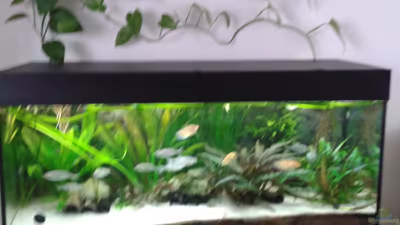Aquarium Yasis AQ von YAZZ (4)