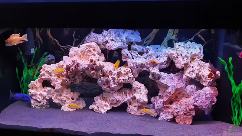 Aquarium Yellow-Kaiserparadies von Malawi-Guard (3)