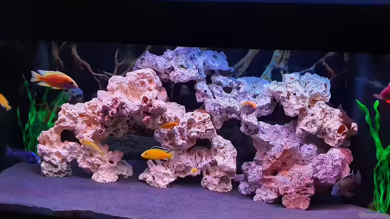 Aquarium Yellow-Kaiserparadies von Malawi-Guard (4)