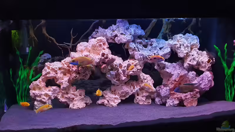 Aquarium Yellow-Kaiserparadies von Malawi-Guard (5)