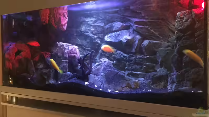 Aquarium Yellow Tank von Daniel H. (15)