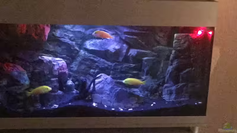 Aquarium Yellow Tank von Daniel H. (16)