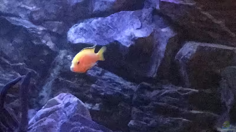 Aquarium Yellow Tank von Daniel H. (17)