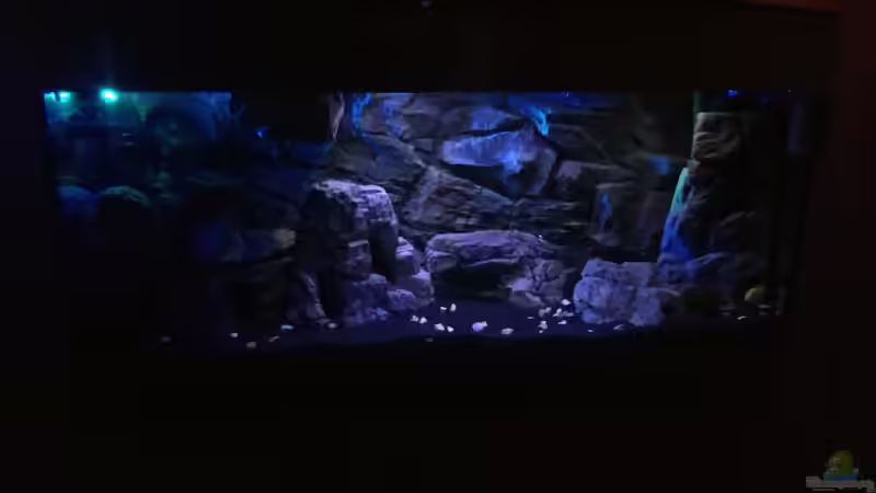 Aquarium Yellow Tank von Daniel H. (4)