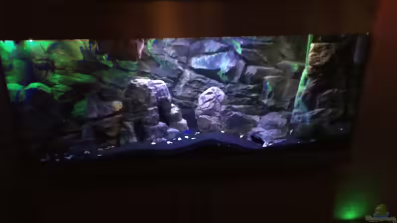 Aquarium Yellow Tank von Daniel H. (5)