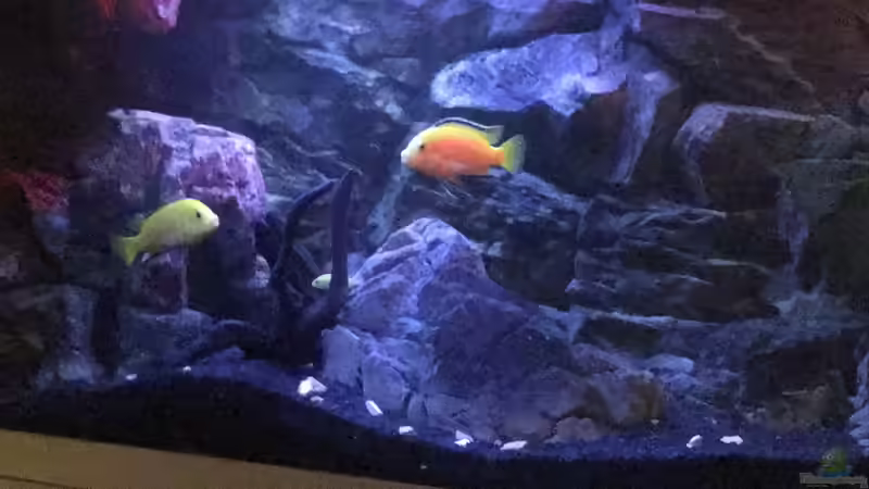 Aquarium Yellow Tank von Daniel H. (8)