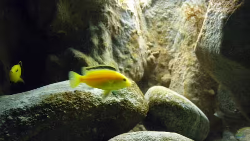 Aquarium Yellowhome von Franek (5)