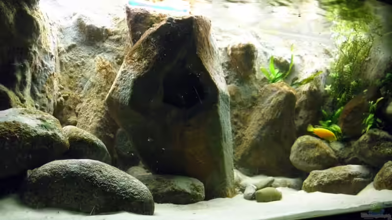 Aquarium Yellowhome von Franek (7)