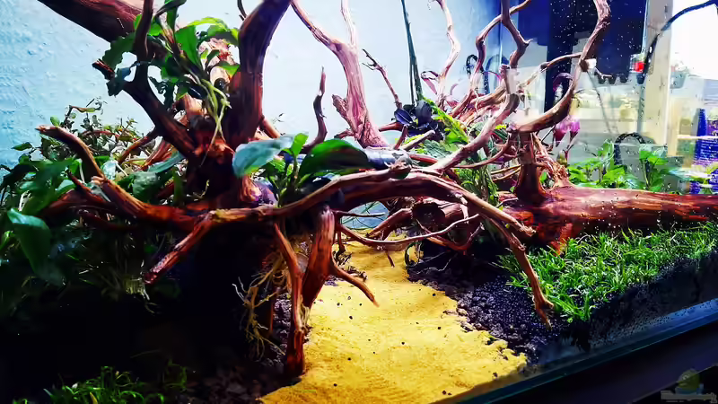 Aquarium Zauberwald von Sarah_Schneider (2)