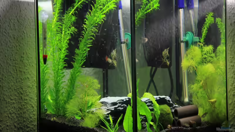 Aquarium Zebra`s Mini-AQ von Sebastian Wolff (2)