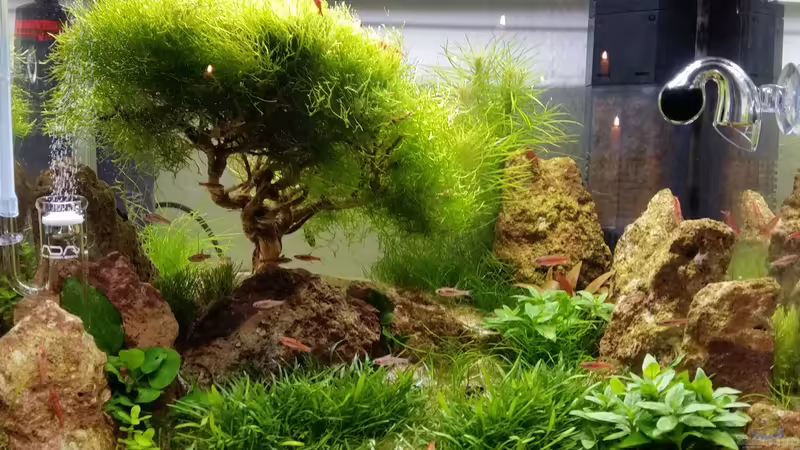 Aquarium Zen Artist von Hanni Zosel (5)