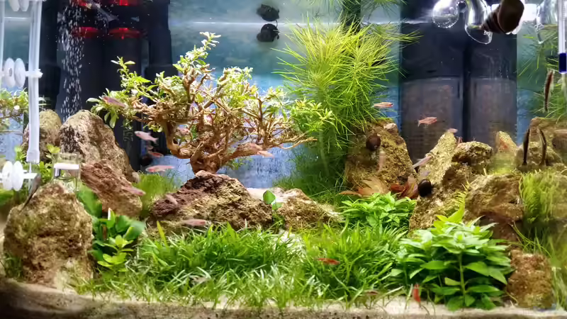 Aquarium Zen Artist von Hanni Zosel (6)