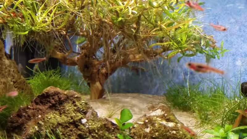 Aquarium Zen Artist von Hanni Zosel (8)