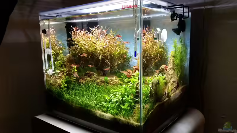 Aquarium Zen Artist von Hanni Zosel (9)