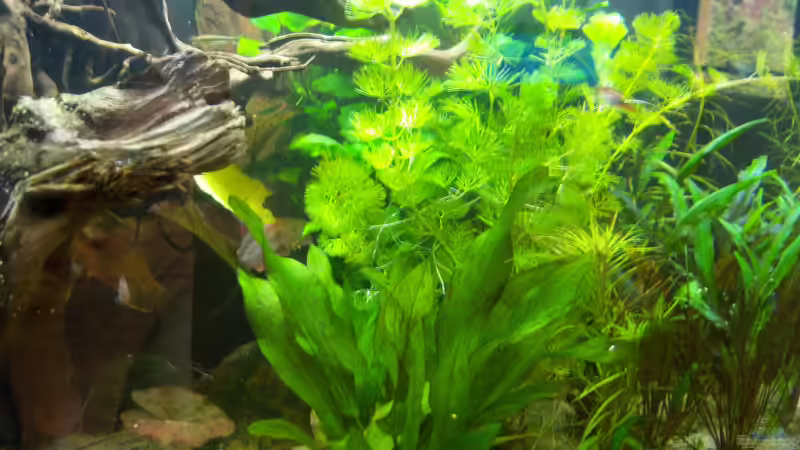 Aquarium Zen von Schratze (8)