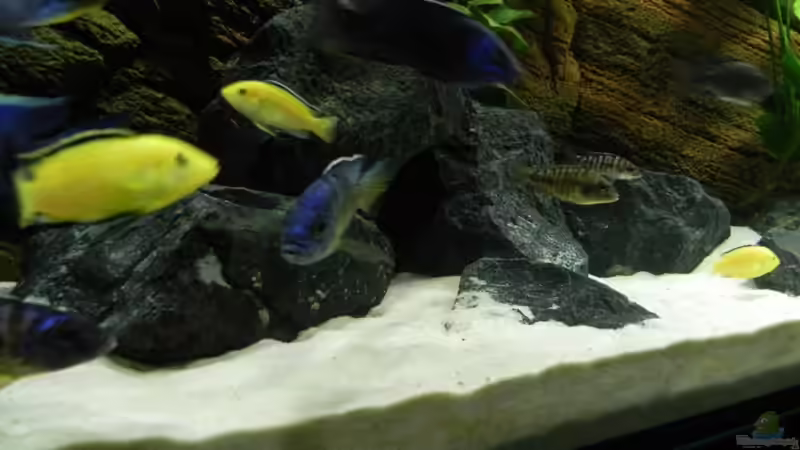 Aquarium Zu Verkaufen !!! von Sternenseeträumer (10)