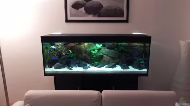 Aquarium Zu Verkaufen !!! von Sternenseeträumer (13)