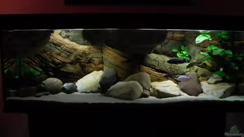 Aquarium Zu Verkaufen !!! von Sternenseeträumer (3)