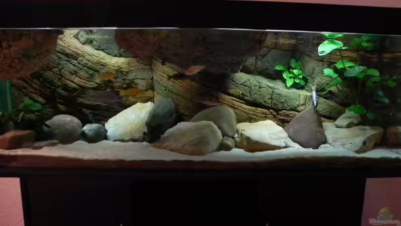 Aquarium Zu Verkaufen !!! von Sternenseeträumer (5)