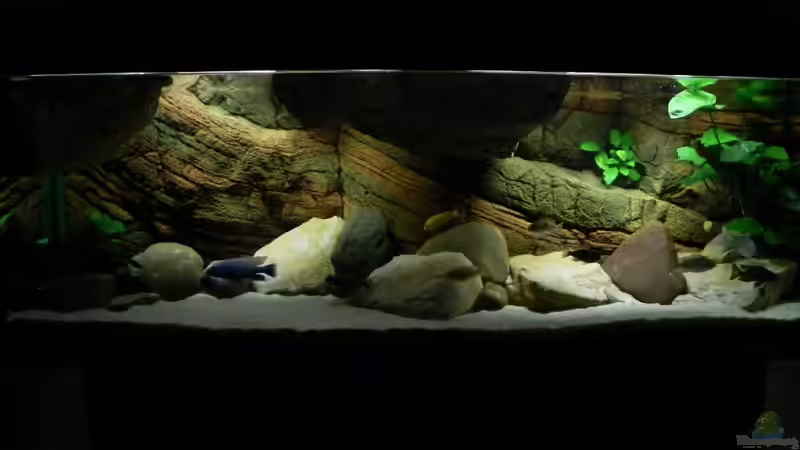 Aquarium Zu Verkaufen !!! von Sternenseeträumer (6)