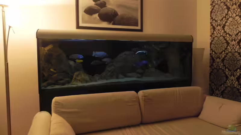 Aquarium ZU VERKAUFEN OPEN FREE TERRITORY von Sternenseeträumer (10)