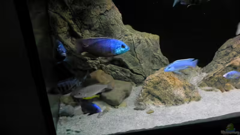 Aquarium ZU VERKAUFEN OPEN FREE TERRITORY von Sternenseeträumer (11)