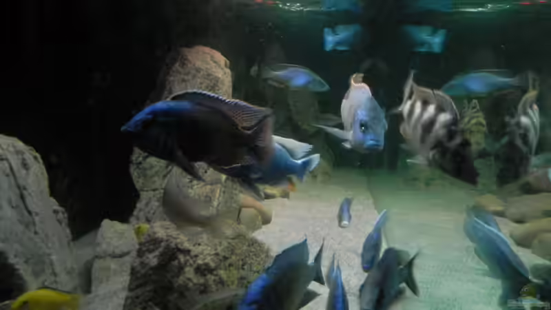 Aquarium ZU VERKAUFEN OPEN FREE TERRITORY von Sternenseeträumer (12)