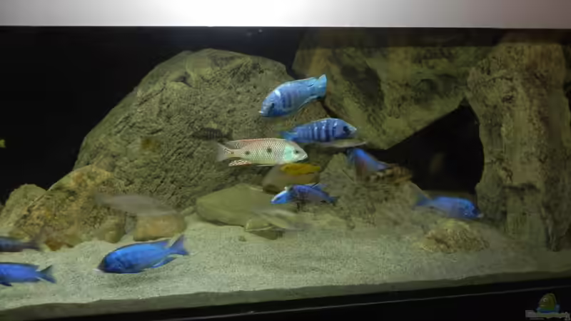 Aquarium ZU VERKAUFEN OPEN FREE TERRITORY von Sternenseeträumer (14)