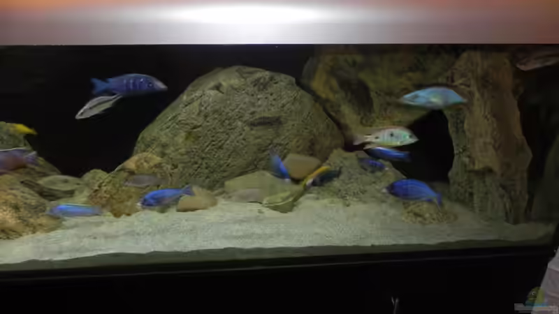 Aquarium ZU VERKAUFEN OPEN FREE TERRITORY von Sternenseeträumer (15)