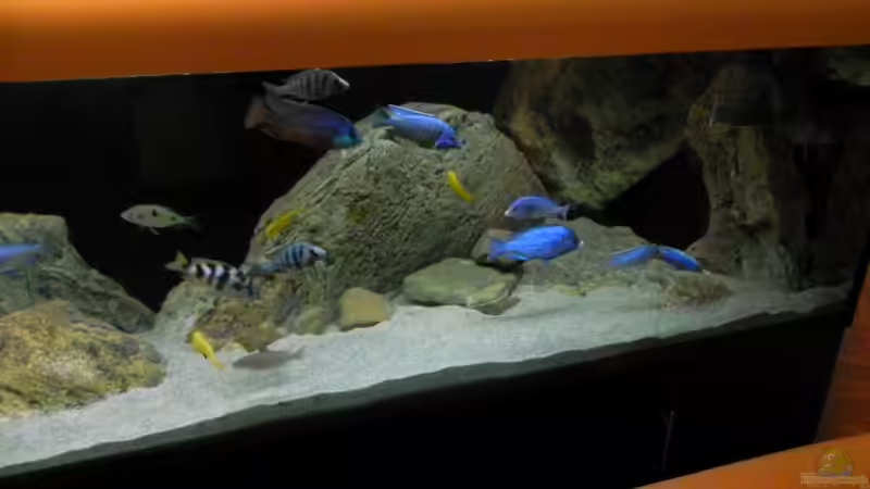 Aquarium ZU VERKAUFEN OPEN FREE TERRITORY von Sternenseeträumer (16)