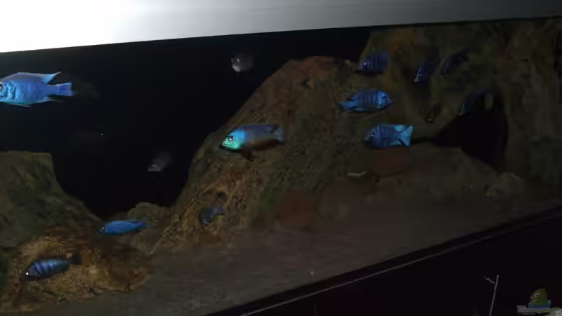 Aquarium ZU VERKAUFEN OPEN FREE TERRITORY von Sternenseeträumer (17)