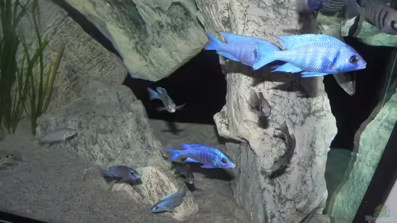 Aquarium ZU VERKAUFEN OPEN FREE TERRITORY von Sternenseeträumer (19)