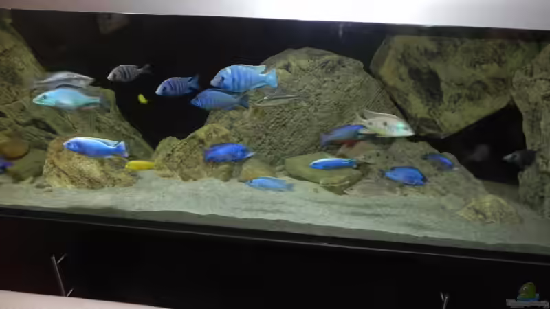 Aquarium ZU VERKAUFEN OPEN FREE TERRITORY von Sternenseeträumer (2)