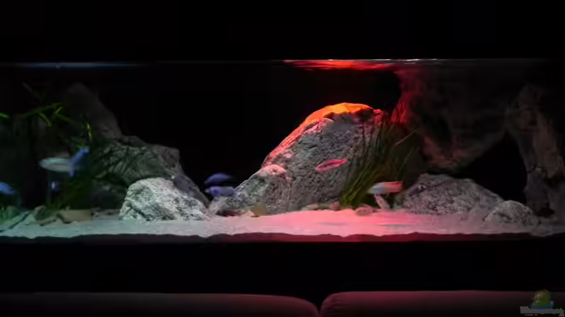 Aquarium ZU VERKAUFEN OPEN FREE TERRITORY von Sternenseeträumer (21)