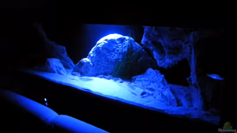 Aquarium ZU VERKAUFEN OPEN FREE TERRITORY von Sternenseeträumer (22)