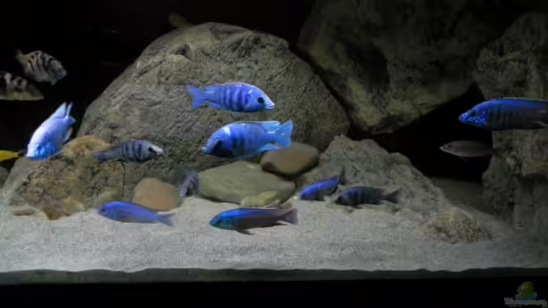 Aquarium ZU VERKAUFEN OPEN FREE TERRITORY von Sternenseeträumer (3)