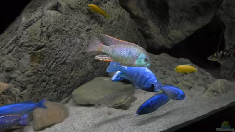 Aquarium ZU VERKAUFEN OPEN FREE TERRITORY von Sternenseeträumer (4)