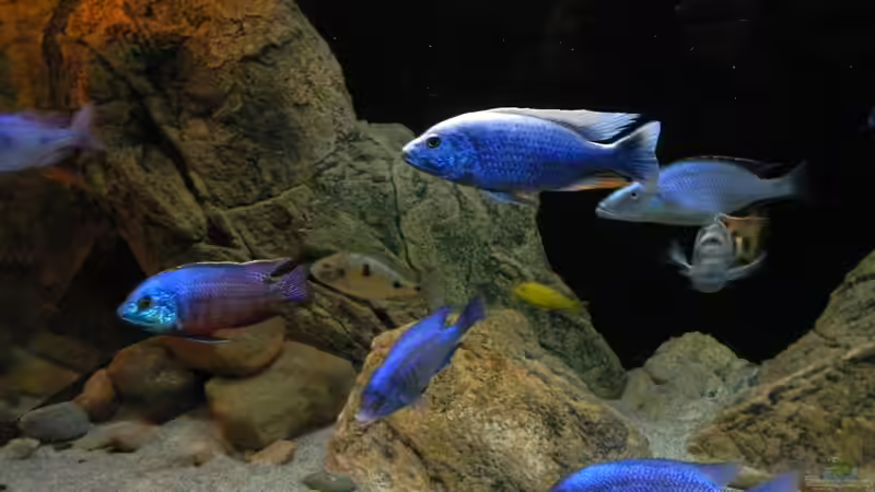 Aquarium ZU VERKAUFEN OPEN FREE TERRITORY von Sternenseeträumer (5)