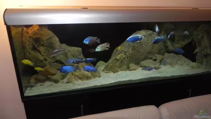 Aquarium ZU VERKAUFEN OPEN FREE TERRITORY von Sternenseeträumer (6)