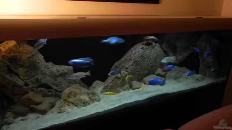 Aquarium ZU VERKAUFEN OPEN FREE TERRITORY von Sternenseeträumer (8)