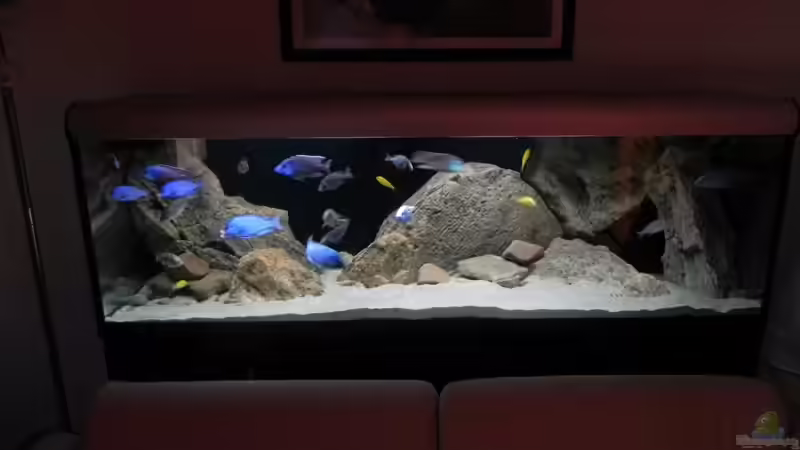 Aquarium ZU VERKAUFEN OPEN FREE TERRITORY von Sternenseeträumer (9)