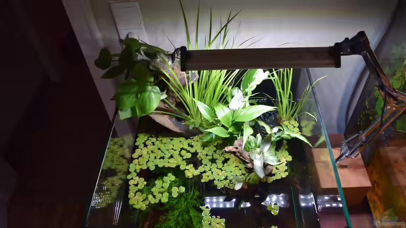 Aquarium Zu Wasser und zu Land von Junglist (2)