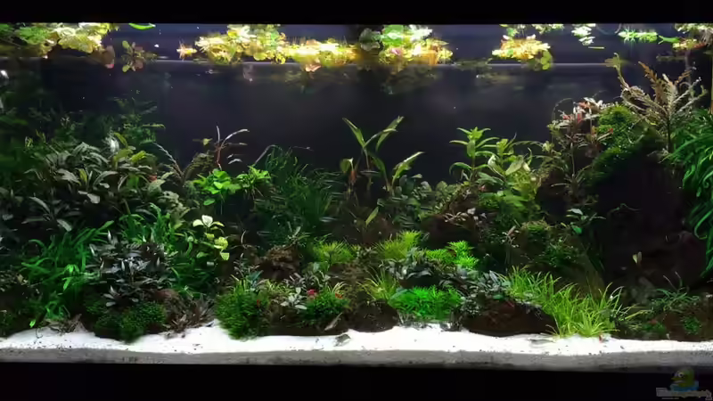 Aquarium Zweiblum´s Wunderland von zweiblum (3)
