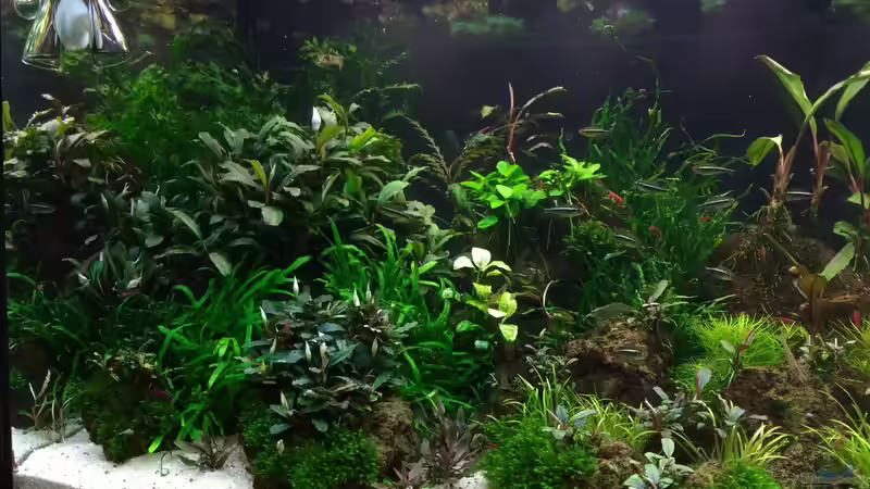 Aquarium Zweiblum´s Wunderland von zweiblum (4)
