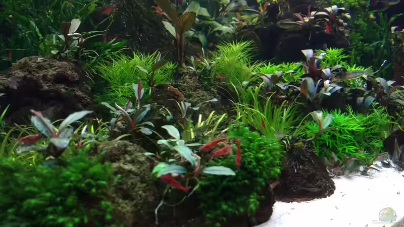 Aquarium Zweiblum´s Wunderland von zweiblum (6)